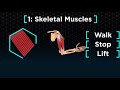 Muscle Mechanics and Movement in the Human Body
