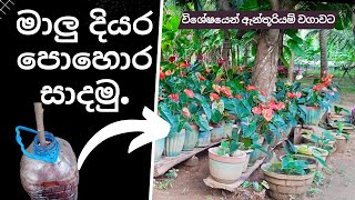 මාලු දියර පොහොර සාදමු.  |  How to Make FIsh Tonic  in Sinhala |  වගා දැනුම  #ලංකාවෙ #අපේ