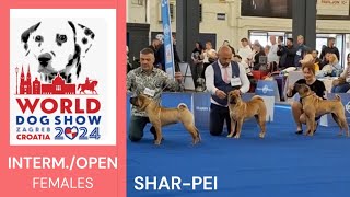 Chinese SHARPEI INTERMEDIA and OPEN class females at World Dog Show Zagreb 2024 (Part 2)