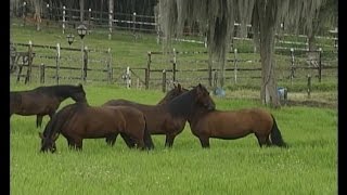 Cómo comprar y vender Caballos Criollos Colombianos  TvAgro por Juan Gonzalo Angel