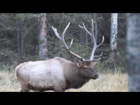 Great Rio Bulls with Screamin' Bull Outfitters