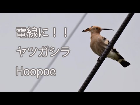 【電線に！！】ヤツガシラ  Hoopoe