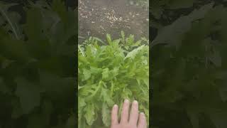 Рукола готова, укроп кинза на подходе