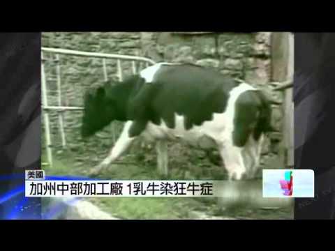 20120425 美國驚傳狂牛症03年來第4例 日本恐改變美牛政策　韓國宣布暫停進口 壹電視