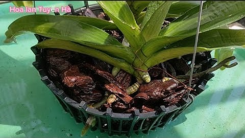 Chăm sóc lan ngọc điểm nghinh xuân nhanh ra rễ và sau khi có bộ rễ ổn định
