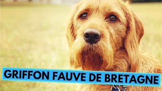 Griffon Fauve de Bretagne  TOP 10 Interesting Facts