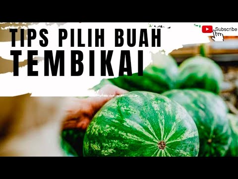 Video: Menuai Tembikai: Masa Yang Tepat Untuk Memilih Tembikai