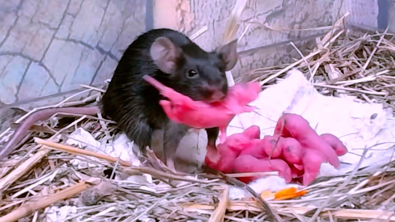 Mice Drag The Baby Mice To A Secluded Place Mice Sounds Mouse Mice Drag The Baby Mice To A Secluded Place Mice Sounds Mouse