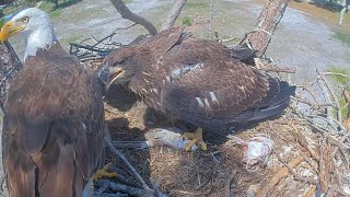 SWFL Eagles 4-16-26.  HOT or CAUGHT?  M15 SCORES a FISH; BRINGS it to the NEST for E26! 🦅🏝️🐟😋