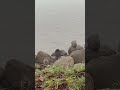 Otters in Lake Washington, Seattle. My morning walk. #otter #seattle #walkthrough