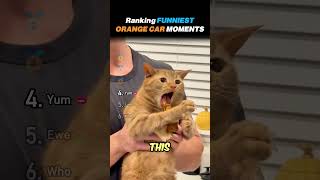 Ranking ORANGE CAT BEHAVIOR Core Moments!! 🟠🐱