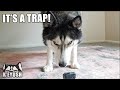 Testing My Husky's Intelligence! He Surprises Me!