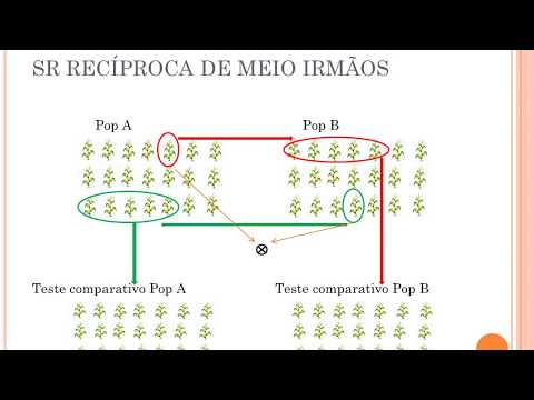 Vídeo: Gladiolus Muriel: Descrição De Acidantera Bicolor (bicolor), Plantio E Cuidados Em Campo Aberto, Métodos De Melhoramento