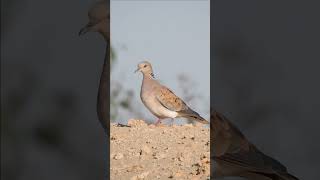 Migratory dove, who knows its scientific name?