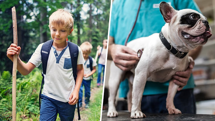 La enfermedad de Lyme: Diagnóstico y tratamiento para personas y mascotas