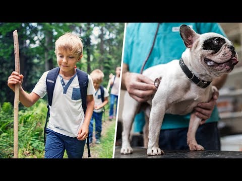 Video: Enfermedad De Lyme En Perros: Síntomas Y Opciones De Tratamiento