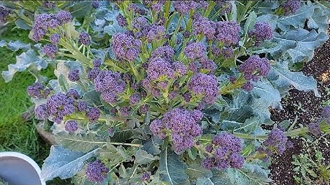 THU HOẠCH BÔNG CẢI TÍM MINI,DÂU TÂY, CẢI KALE MỘT NGÀN