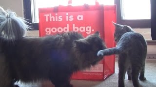 PC Financial This Is A Good Bag and A Bad Kitten / 良いバッグといたずらっ子な猫 by JapaCana / ジャパカナ 45 views 8 years ago 1 minute, 46 seconds