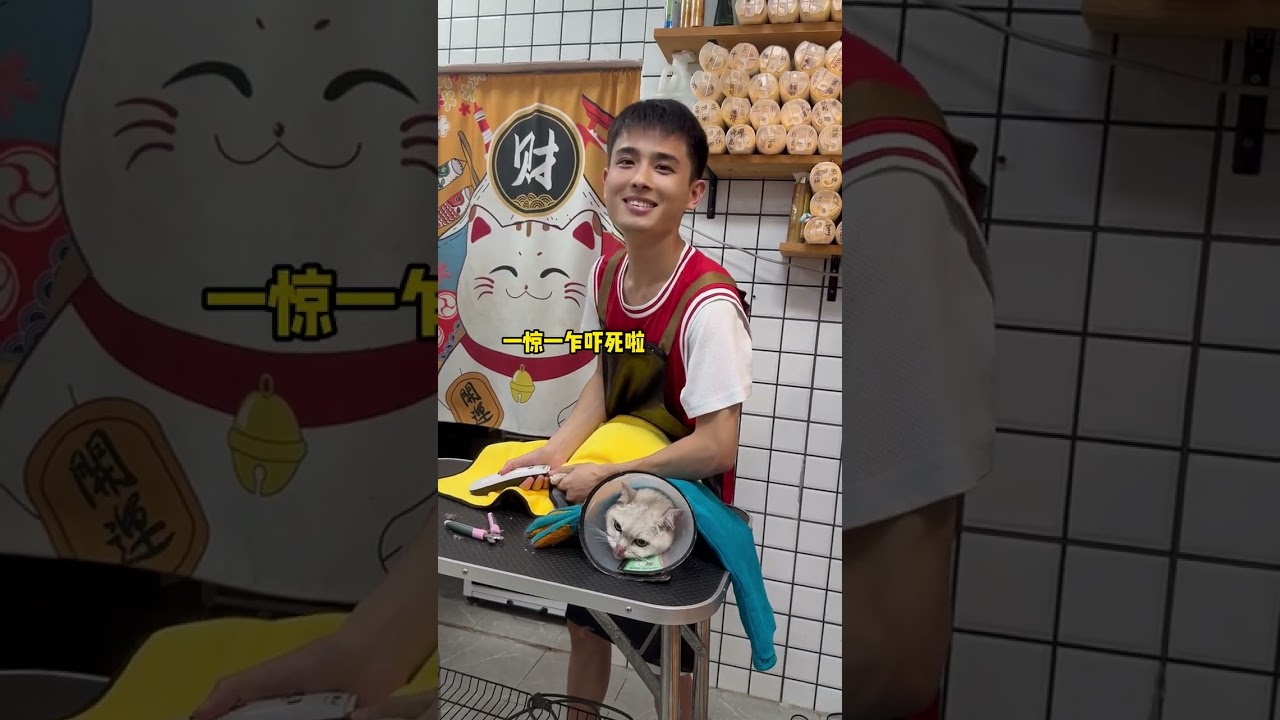 貓咪日常洗護 一驚一乍的沒點膽量還真洗不了，洗澡很乖也算脫敏成功了