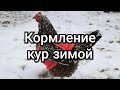 Кормление кур зимой. Как мы кормим наших кур для хорошей яйценоскости