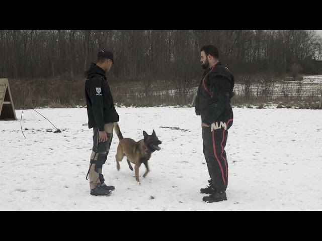Protection Trained Malinois for Sale