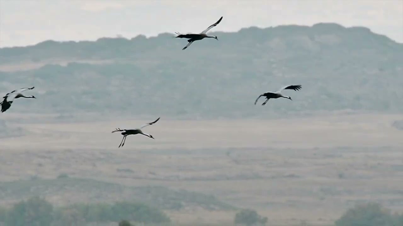 Paradas y descanso de las grullas migrando