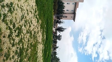 تلاوة عطرة ومحاكاة للشيخ ياسر الدوسري من سورة القلم / وائل الأسعد