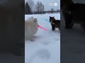 cat vs dog King's Roar #petbattle #cat #catsanddogs #cute