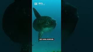 The unusual way a sunfish swims