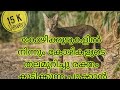 #Cat #Forest #Wild #Kerala       Jungle Cat||Wild India||Kerala Forest Cat