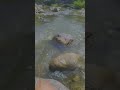 Unexplored Peaceful Location In DehradunЁЯШН ЁЯУНGuniyal Gaon Must Visit Shorts Dehradun River Outing Unexplored Peaceful Location In DehradunЁЯШН ЁЯУНGuniyal Gaon Must Visit Shorts Dehradun River Outing