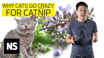 Why do cats go crazy for catnip? I Science with Sam