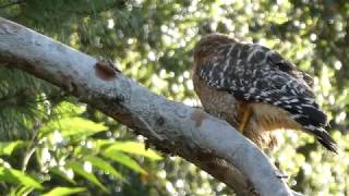 Backyard Wildlife - California Peregrine Falcon