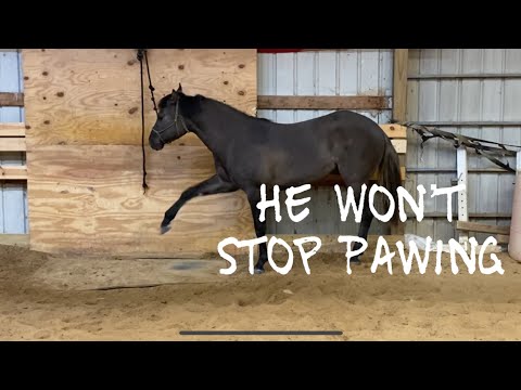 My Horse won’t Stop Pawing