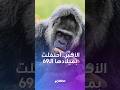 الأكبر سنا   الغوريلا  فاتو  تحتفل بعيد ميلادها ال     في برلين   نجومي