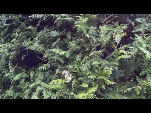 Видео: Сорта карликовых елей остролистных - Что такое ель 