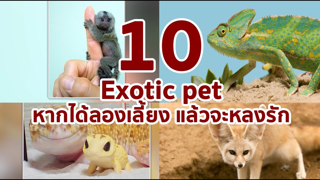 10 exotic pet หากได้ลองเลี้ยงแล้วจะหลงรักมัน