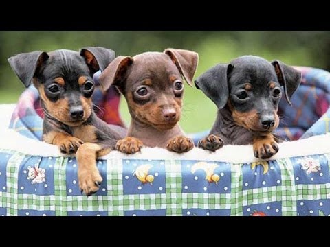 cute min pins