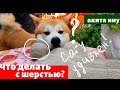 Сату очень удивлен. Что с его шерстью? Акита ину