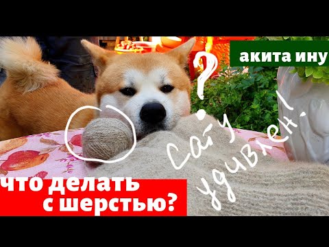 Видео: Порода кучета: Акита