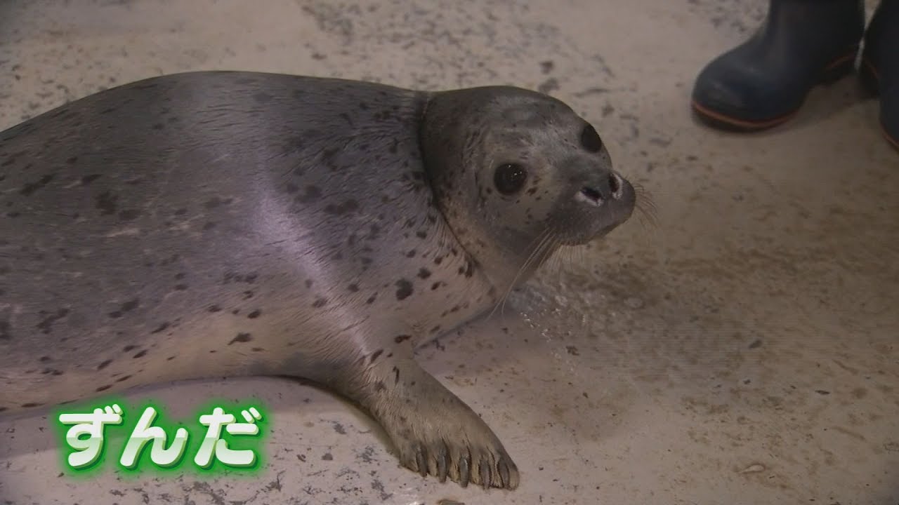 豊岡 城崎マリンワールド ゴマフアザラシが引っ越し Youtube