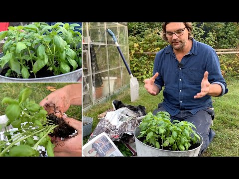 Video: Sötpeppar: Växer Genom Plantor