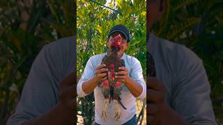 My rooster is on my ranch #traditions #farmers #livinginthecountryside #iamfarmer #tradition