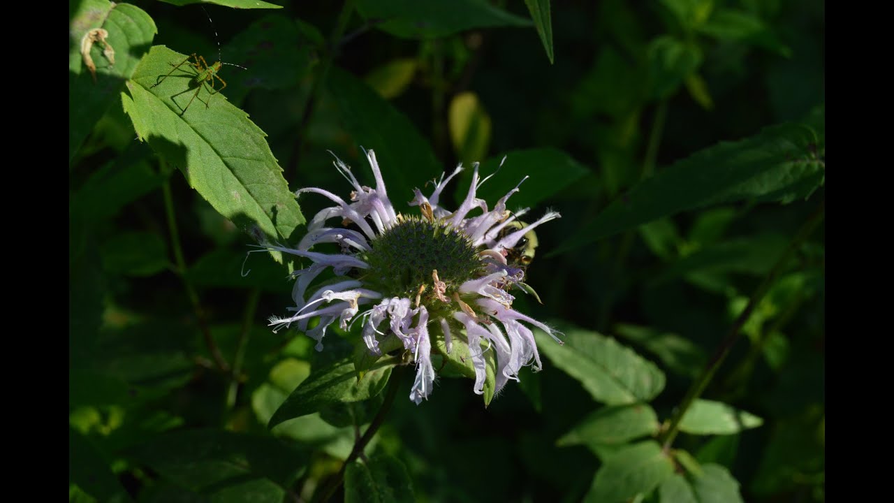 Second Summer Sunday Evening on Mill Creek Mountain