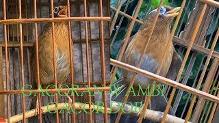MASTERAN WAMBI FULL TEMBAKAN VARIASI.