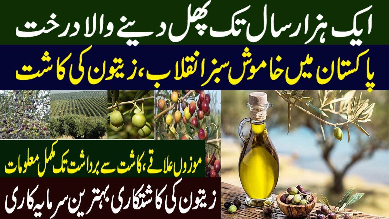 Silent Olive Revolution Olive Farming Profitable in Pakistan Olive