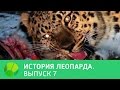 История леопарда. Выпуск 7 | Живая Планета