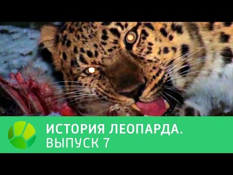 История леопарда. Выпуск 7 | Живая Планета