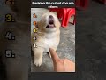 Ranking the cutest dog reactions