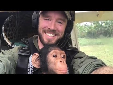 Video: At Spore Oprindelsen Af reddede Sjimpanser Afslører Udbredt Chimpansejagt I Cameroun